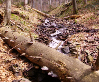 Šport